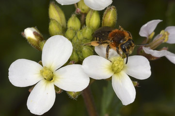 Brassicaceae, family of flowering plants, informally known as the mustards, mustard flowers, the crucifers, or the cabbage family