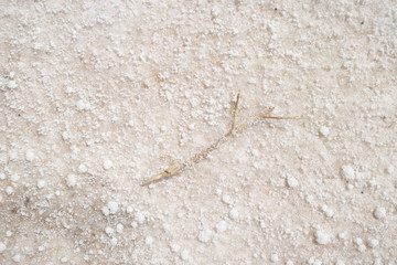 A top down close up of a dry salt lake. Showing every texture of the mineral in detail. In the middle lies a small tree branch surrounded by large grains of salt. 