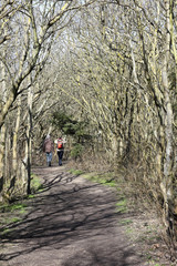 Obraz premium Wanderer in einem Wäldchen an der Küste