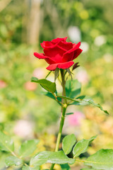 a bunch of roses in the garden