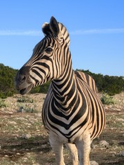Fototapeta na wymiar Zebra at dusk - portrait color photo