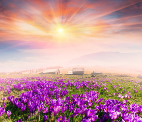 Obraz premium Crocuses in the rays