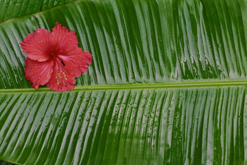 Red hibiscus on green banana leaves 