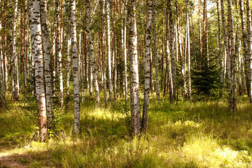 Fototapeta na wymiar Summer landscape. Forest and field on a sunny day