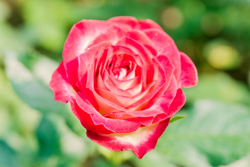 a bunch of roses in the garden