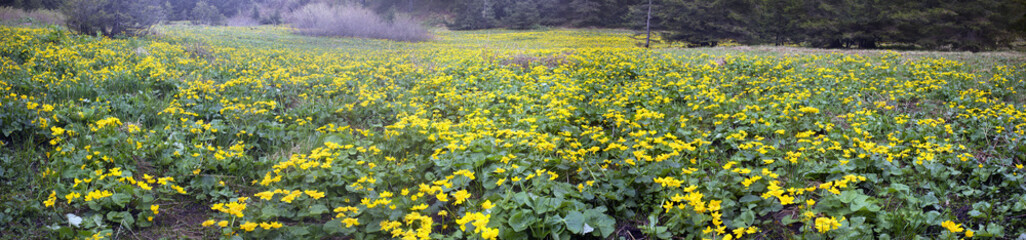 Obraz premium Kalyuzhnitsa in the forest