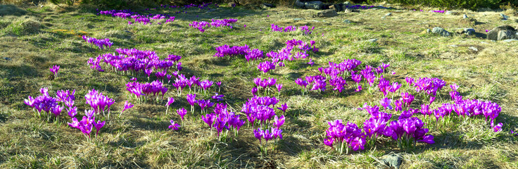 Obraz premium flowers - crocuses