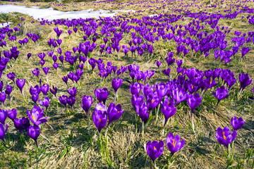 Celestial bells spring.