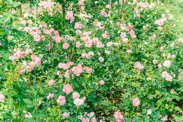 a bunch of roses in the garden