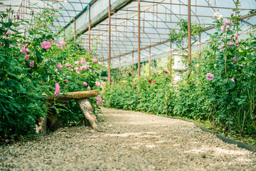 roses flowers in a greenhouse.