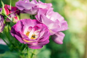 Fototapeta premium a bunch of roses in the garden