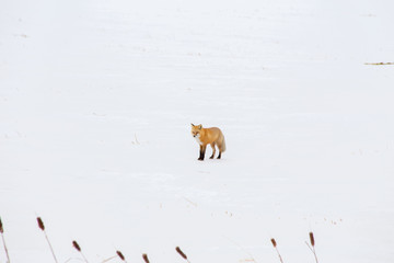 An orange fox standing in contrast against white snow