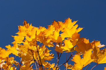 Autumn maple leaves.