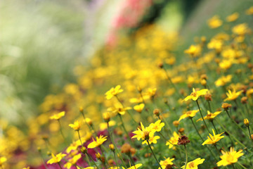 Beautifull winter Flowers