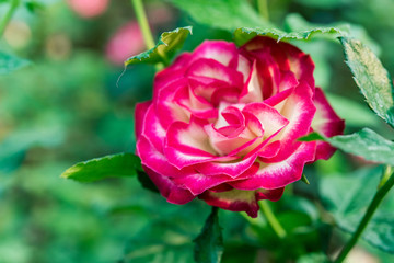 a bunch of roses in the garden