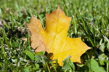 Autumn maple leaf.