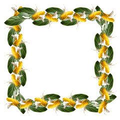 Yellow flower. Pachystachys 