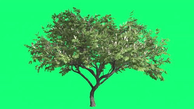 Hook-Thorn Cromakey Senegalia Caffra Chroma Key Alfa Green Background Tree Swaying at the Wind Branches Flowers on the Tree Leaves Sunny Summer Spring
