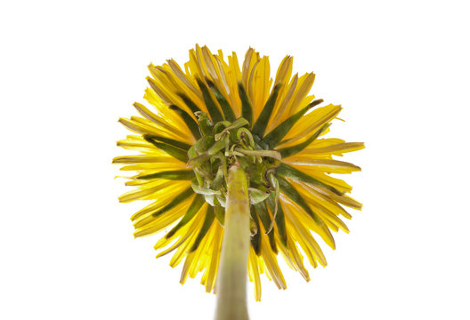 Yellow dandelion isolated.
