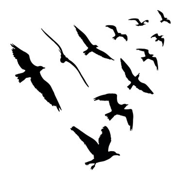 Bird wedge silhouettes on white background. Vector illustration