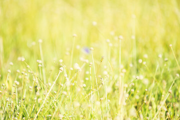 abstract blurred foliage and bright summer sunlight and a centra