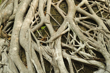 Tree roots form a confusing pattern