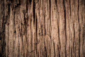Old wood background. Old wooden plank