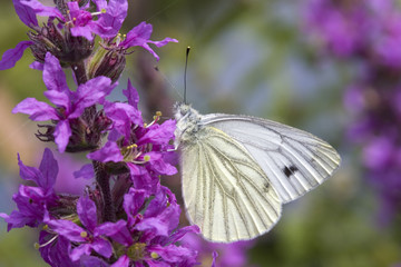 Butterfly Green-veined White (Pieris napi) on Purple Loosestrife (Lythrum salicaria)