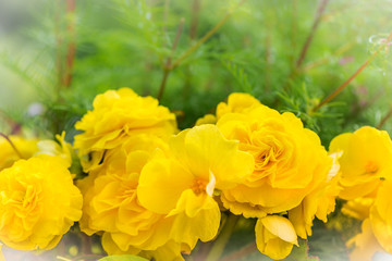 Yellow begonia