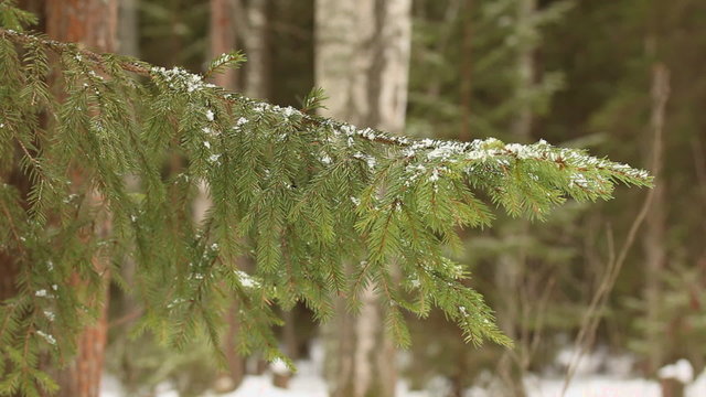 Branch of spruce shakes off snow