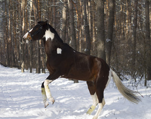 коричневая лошадь, трюкач, лошадиная стойка, на дыбы, рысца, пробежка, конный спорт, в лесу, русский лес, русская глубинка, заснеженный лес - obrazy, fototapety, plakaty
