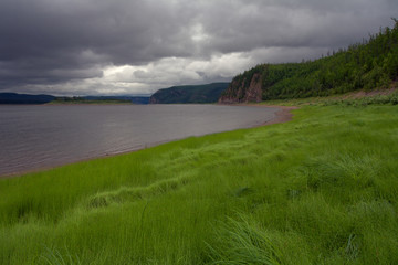 The thick grass on the bank of the river. Lena river. Yakutia. Russia.