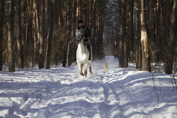 верховая лошадь, наездник, скакун, белая лошадь, верховая езда, всадник