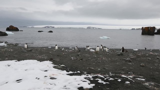 Стая пингвинов Адели стоит на каменистом берегу. Ускоренное воспроизведение. Статичный кадр.