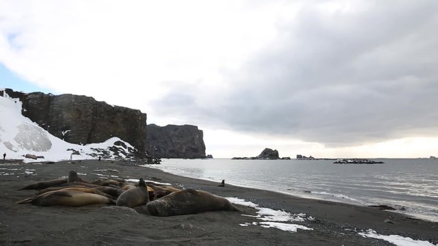Несколько тюленей Уэдделла лежат на берегу океана.