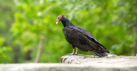 a hungry vulture is looking down to a place where he might find some food.
