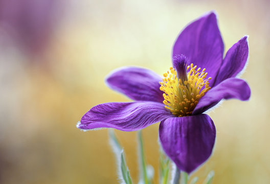Fototapeta Pulsatilla flower also referred to as the Pasque flower