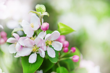 Spring background with blossom flowers