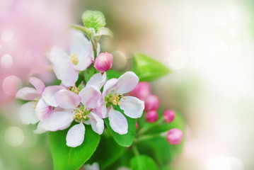 Spring background with blossom flowers