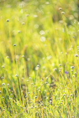 abstract blurred foliage and bright summer sunlight and a centra
