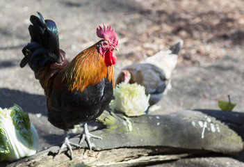 Portrait of a colorful rooster. Proud rooster next to the log. 