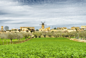 Obraz premium traditional windmill in Mallorca, Balearic Islands