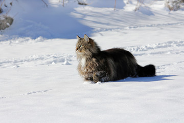 Fototapeta na wymiar Eine Norwegische Waldkatze läuft neugierig durch den Schnee
