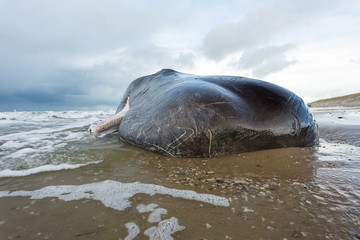 A beached sperm whale lies dead on the beach on the island of Texel in the Netherlands