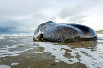 A beached sperm whale lies dead on the beach on the island of Texel in the Netherlands