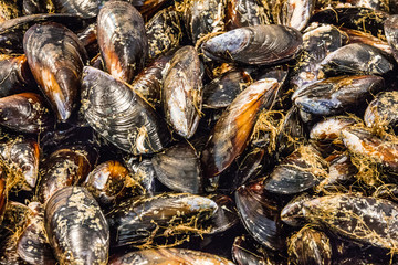 mussels on fish market. Fresh sea food. Seafood