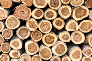 Background of dry teak logs stacked up on top of each other in a pile