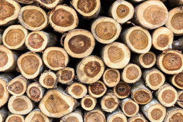 Background of dry teak logs stacked up on top of each other in a pile