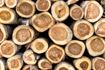 Background of dry teak logs stacked up on top of each other in a pile