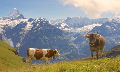 Two Swiss Cows in the Alps